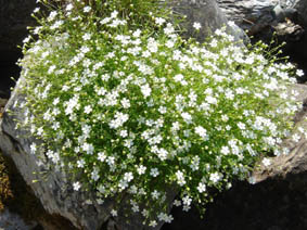 Silene pusilla